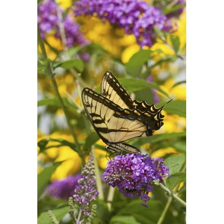 Eastern Tiger Swallowtail Butterfly on Butterfly Bush, Marion Co., Il Print Wall Art By Richard ans Susan