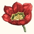 thumbnail image 3 of Vision Studio 15x15 Black Modern Framed Museum Art Print Titled - Tulip Garden VIII, 3 of 5