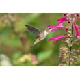 thumbnail image 2 of Day, Richard and Susan 32x23 Gold Ornate Wood Framed with Double Matting Museum Art Print Titled - Ruby-throated Hummingbird-Archilochus colubris-at Salvia Fuchsia Rockin Fuchsia-Salvia hybrid-Mario, 2 of 4