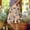 C_ Khaki, variant on Womens Camo Print Wide Leg Capris, Side Slit with Button Detail, Loose Silhouette for Outdoor Casual Styling Yellow XXL