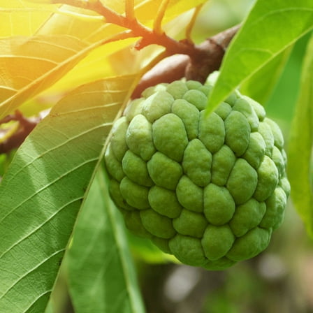 Annona Squamosa Sugar Apple Tree, Sweet Fruits Tree 4-8" Tall for Patio or Yard