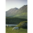 thumbnail image 2 of Horses Grazing On A Landscape  County Kerry  Republic Of Ireland Poster Print, 2 of 2