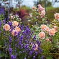 thumbnail image 6 of National Plant Network Bare Root Rose Helen Hayes Hybrid Tea with Pink Flowers, 6 of 14