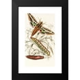 thumbnail image 2 of James Duncan 10x14 Black Modern Framed Museum Art Print Titled - Philampelus Vine (1833), 2 of 5