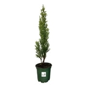 Cypress Italian Cupressus sempervirens, Evergreen Tree, 4 Inch Pot