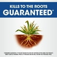 thumbnail image 4 of Roundup Weed & Grass Killer₄ Concentrate, Use In Flower Beds and other areas of your yard, 32 fl.oz., 4 of 13