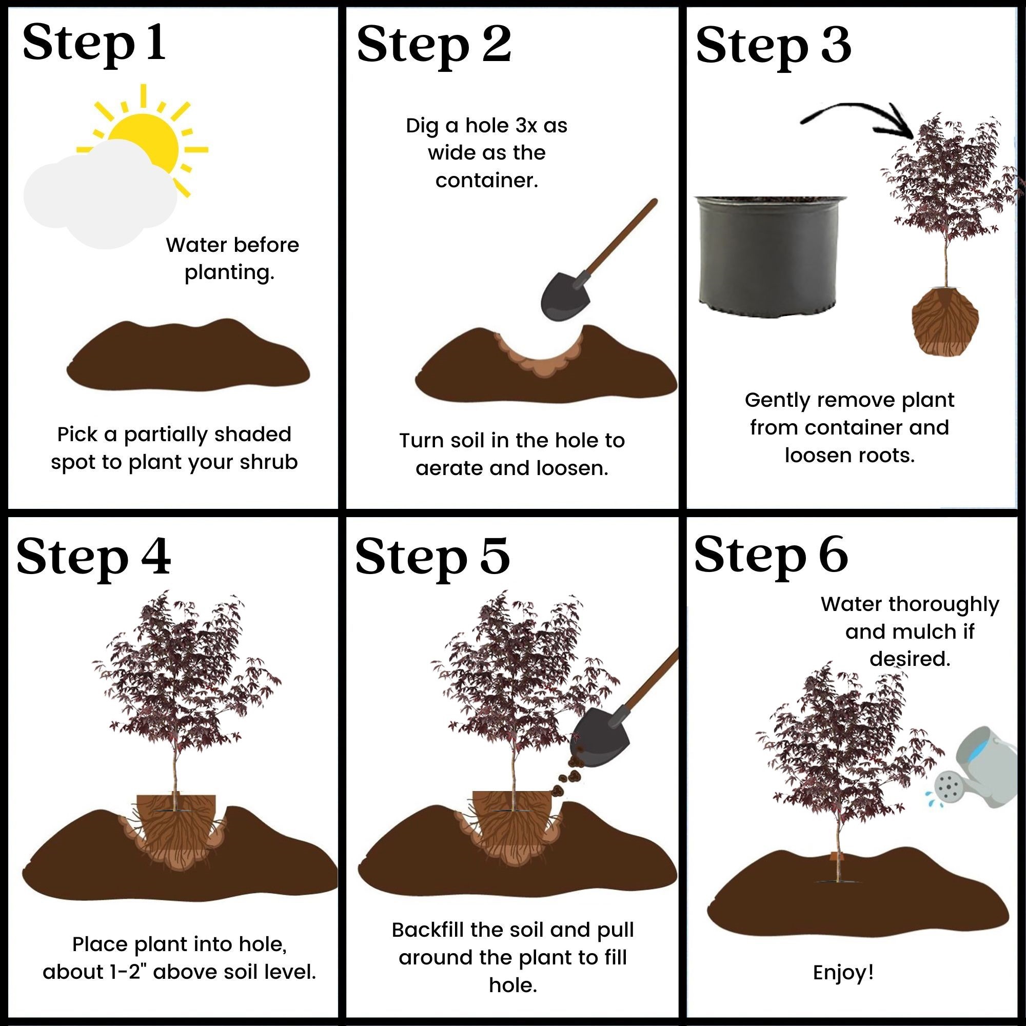 Expert Gardener 3 Gallon Bloodgood Japanese Maple