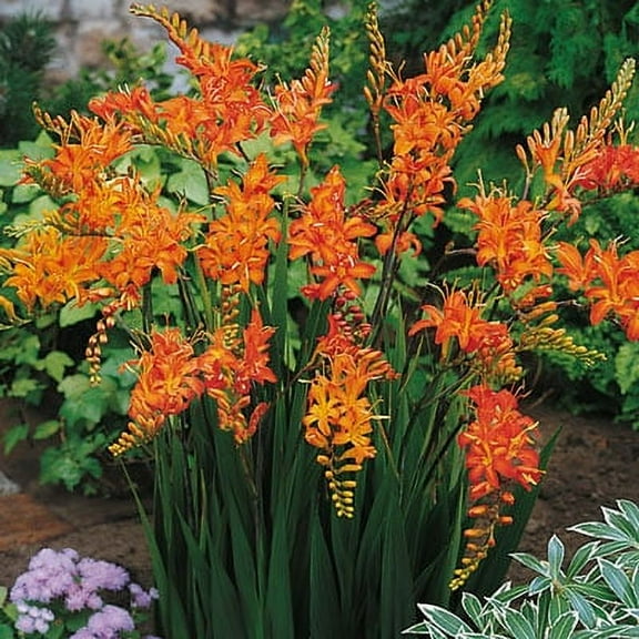Crocosmia Masoniorum Summer Flowering Dormant Bulb Mixture (25-Pack)
