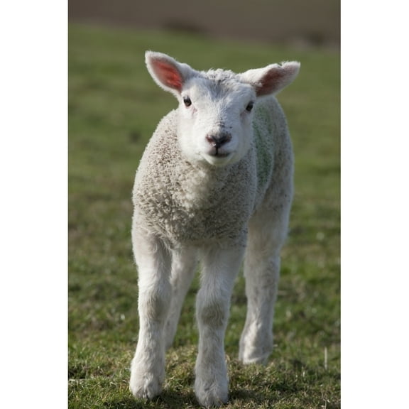 Posterazzi DPI1875223LARGE Northumberland, England - A White Lamb Poster Print, 24 x 38 - Large