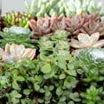 thumbnail image 3 of Element by Altman Plants Multicolor Succulent ,Live Indoor House Plants with Grower Pots , 2 inch , Pack of 20, 3 of 11