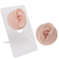 thumbnail image 4 of High Simulation Silicone Eye Model For Lifelike  Practice With Wide Application, Convenient Bracket, And Improved Skills, 4 of 8