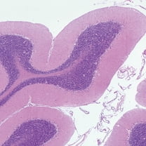 Mammal Cerebellum, Sec. Microscope Slide, 7 M H&E