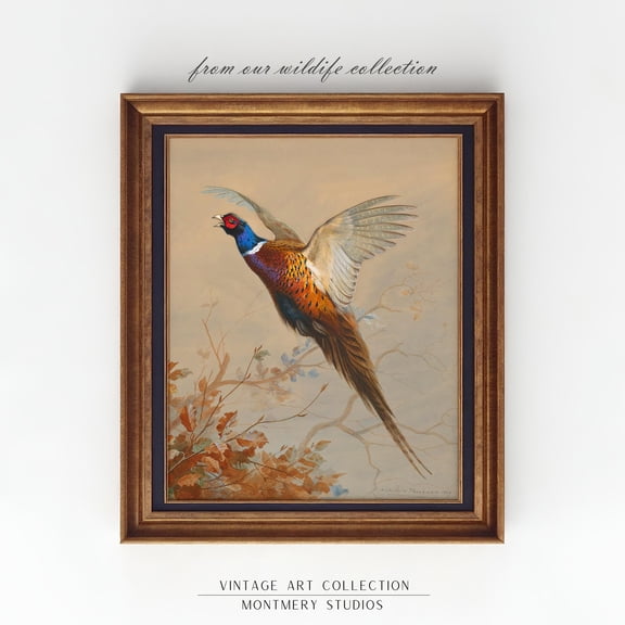 Ring-Necked Pheasant Flying, Vintage Wildlife Print Poster, Common Pheasant Hunting Art, American Game Bird Decor, Poster Wall Art Poster, An Warm Present Vintage UNFRAMED Poster Size 8x12