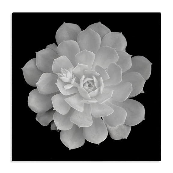 Pure White Succulent Contrast Canvas Wall Art, design by Phillip Flowers