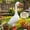 #A, variant on Porch Goose Statue Large Concrete Outfits Lawn Ornaments Dress up Plastic Resin Grey for Front Heavy Yard Art Decoration with Sand-Fillable Design for Indoor Outdoor Stability