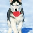 thumbnail image 5 of FUTUREORYY Dog Interactive Balls TPR Foam Promotes Exercise Yellow 1Pcs, 5 of 5
