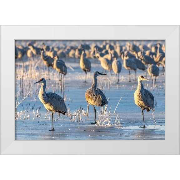 Jaynes Gallery 14x11 White Modern Wood Framed Museum Art Print Titled - USA-New Mexico-Bernardo Wildlife Management Area-Sandhill cranes standing on ice at sunrise