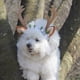 thumbnail image 3 of Diadema navideña para mascotas, diadema con astas de reno, disfraz navideño para mascotas, accesorio para el pelo para perros, 3 of 5