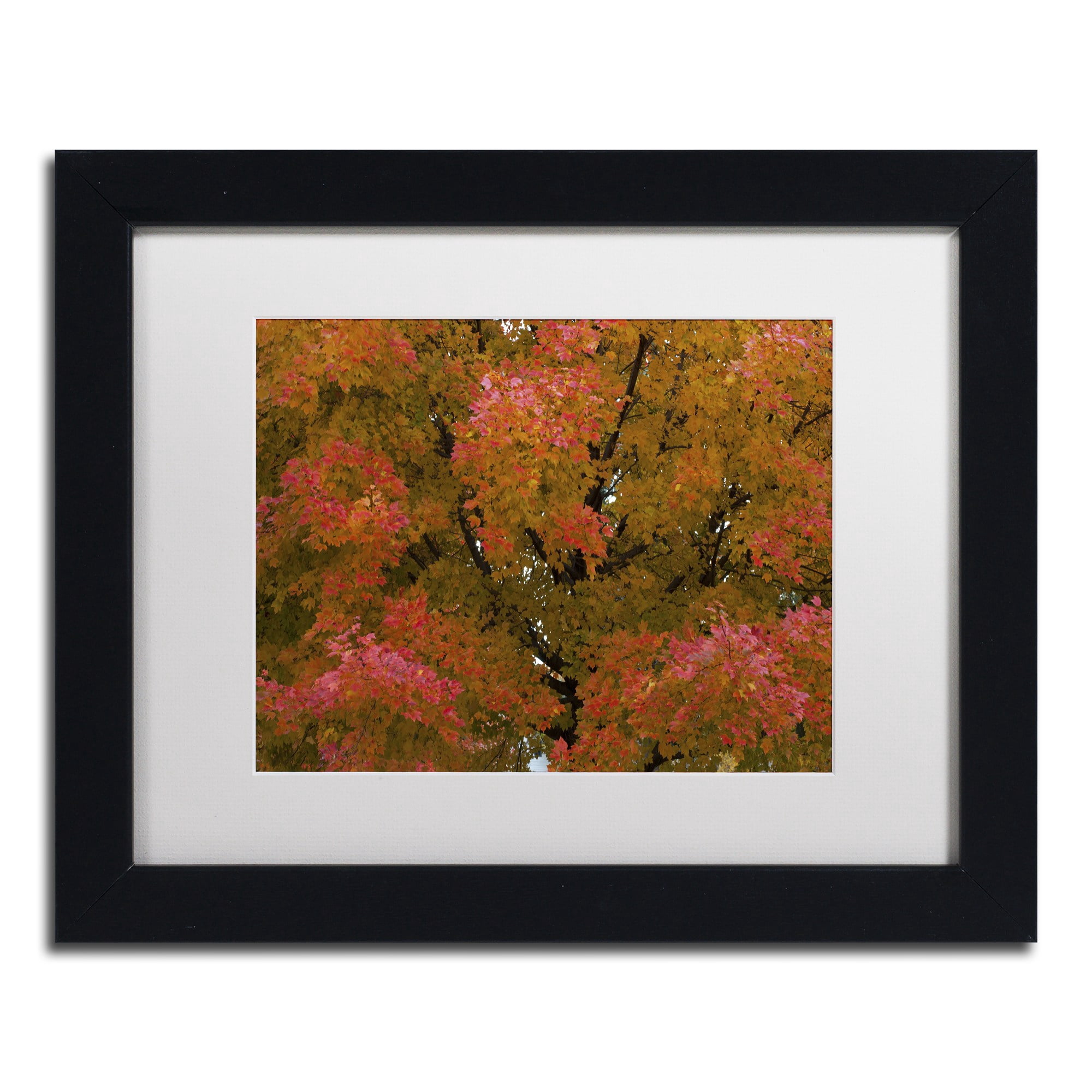 Trademark Fine Art "Autumn Maple Splendor" Canvas Art by Kurt Shaffer White Matte, Wood Frame
