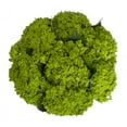thumbnail image 2 of Hydrangeas 30 stems of Emerald Green Farm Direct Fresh Cut Flowers by Bloomingmore, 2 of 9