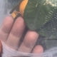 thumbnail image 1 of Cubierta Transparente Antipájaros para Árboles Frutales Bonsái Frutas Y Verduras (150 Cm), 1 of 7