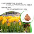 thumbnail image 6 of Giant Golden Yellow Tulip Flowers, 6 Bulbs- Attracts Bees & Butterflies - Spring Blooming, Easy to Grow & Maintain, 6 of 6