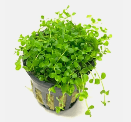 Micranthemum Monte Carlo Live Aquarium Plant – Easy Carpet Foreground Plant for Aquascaping, Freshwater Fish Tank Plant