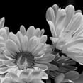 thumbnail image 2 of Burkhart, Monika 15x15 White Modern Wood Framed Museum Art Print Titled - Daisy Dazzle BW I, 2 of 4
