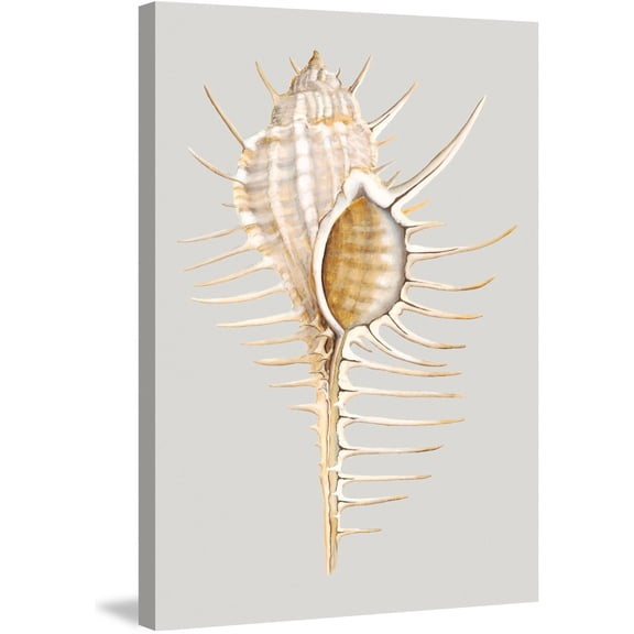 Marmont Hill "Spiny Murex" Painting Print on Wrapped Canvas