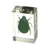 Ed Speldy East PW104 Real Bug Paperweight Regular-small-Chafer Beetle