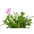 thumbnail image 3 of Hirt's Pink Christmas Cactus Plant - Zygocactus - 6" Pot, 3 of 4