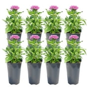 11in. Tall Pink Pentas; Full Sun Outdoors Plant in 4.5in. Grower Pot, 8-Pack