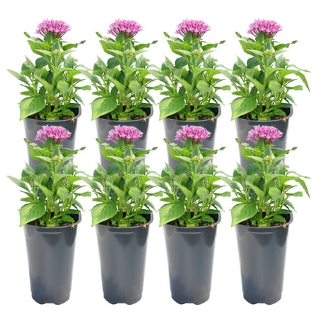 11in. Tall Pink Pentas; Full Sun Outdoors Plant in 4.5in. Grower Pot, 8-Pack