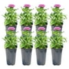 11in. Tall Pink Pentas; Full Sun Outdoors Plant in 4.5in. Grower Pot, 8-Pack