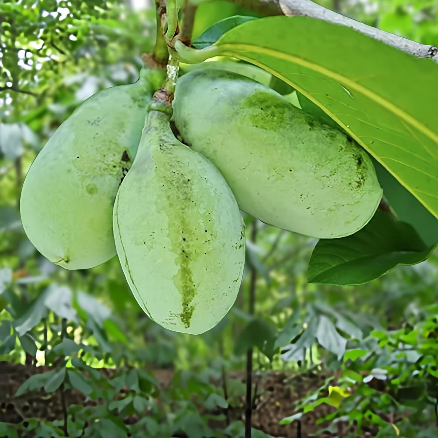 2 Paw Paw Trees Plants, Live Pawpaw Tree Plant - Banana Fruit - Asimina ...