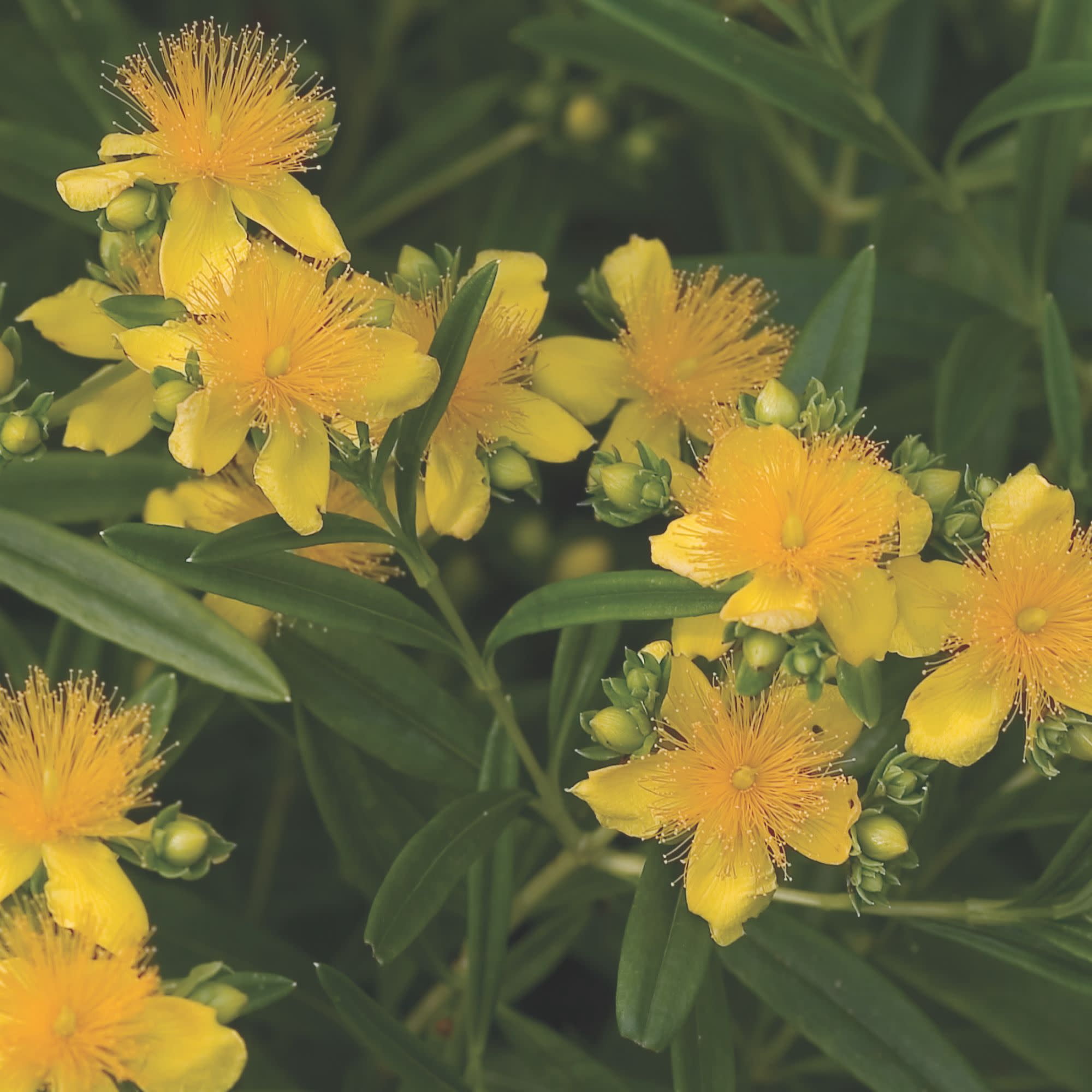 Proven Winners ColorChoice 5" Yellow Sunny Boulevard St. John's Wort Live Plant in 4.5" Pot (4 Count)