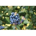 thumbnail image 3 of Perpetua� Blueberry, 3 of 3