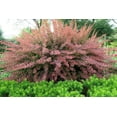 thumbnail image 2 of Barberry Rosy Glow  30 Live Plants  Vibrant Dual-Toned Foliage, Ideal for Landscaping & Hedging, Hardy & Drought-Tolerant, Live Decorative Shrub Plant, 2 of 8