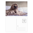 thumbnail image 1 of Bulldog mascota animal solo foto Set cumpleaños gracias tarjeta postal correo lado 20pcs, 1 of 3