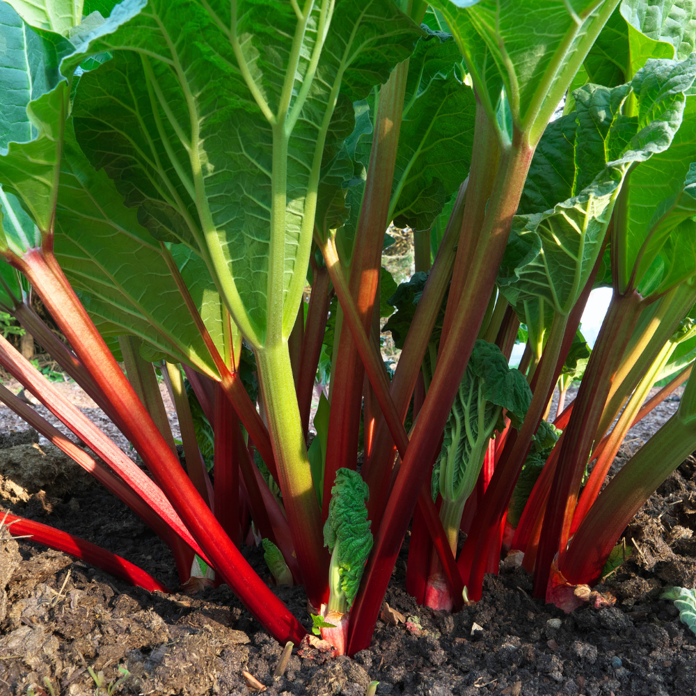 5 Large Rhubarb Plants Roots for Planting, Rhubarb Plants Live Roots for Planting, 3 to 5 Inc Tall, Backyard Gardens