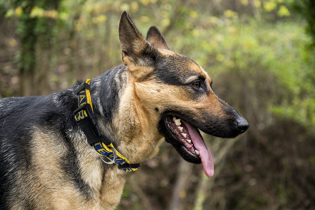warriors dog collar