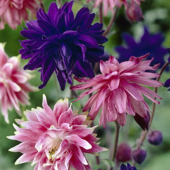 Van Zyverden Aquilegia Columbine Pink & Blue Barlow Blend Set of 8 Plant Roots Multicolor Partial Sun Perennial Pollinator 1 lb