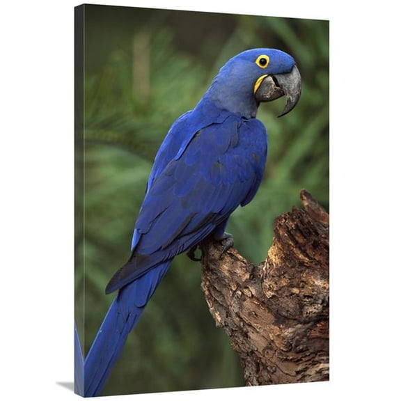 24 x 36 in. Hyacinth Macaw Perched on Branch, Cerrado Habitat, Brazil Art Print - Pete Oxford