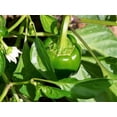 thumbnail image 3 of 200 BIG GREEN Bell PEPPER Sweet Capsicum Annuum Vegetable Seeds, 3 of 8