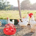 thumbnail image 4 of Abreuvoir pour Poules Dispositif d'Alimentation Rond pour Usage Domestique, 4 of 6