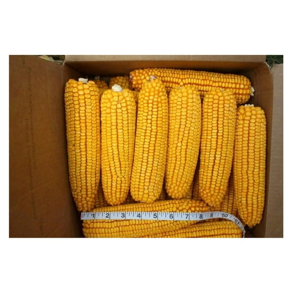 24 ears corn--squirrels animals and new crop--IOWA CORN