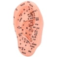 thumbnail image 4 of Modelo de punto de acupuntura auricular, modelo de zona refleja auricular, modelo de zona auricular, modelo de punto de acupuntura auricular, el mejor de su clase, 4 of 14