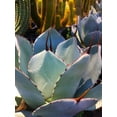 thumbnail image 2 of Tenoever, William 19x24 Gold Ornate Wood Framed with Double Matting Museum Art Print Titled - Mescal Agave C, 2 of 4