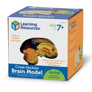 Learning Resources Cross-Section Brain Model - Anatomy Classroom Must Haves, Ages 7+