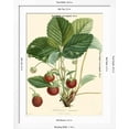 thumbnail image 5 of Art.com Bessa Strawberries Art Print by Bessa, White Frame Wall Art, 32" x 40", 5 of 5